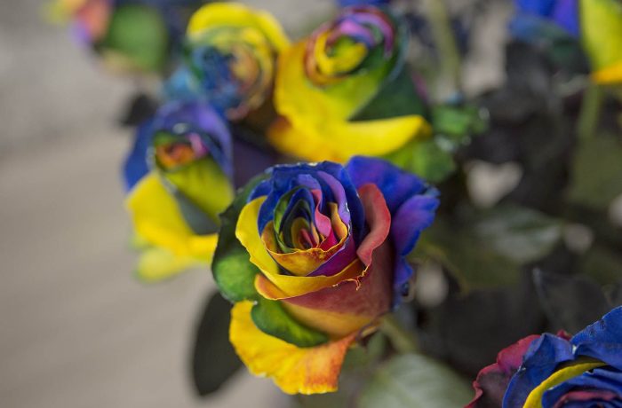 luxury rainbow roses box pack